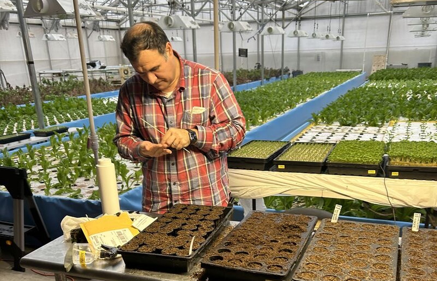 A researcher in a greenhouse working with seedling trays of growing media.