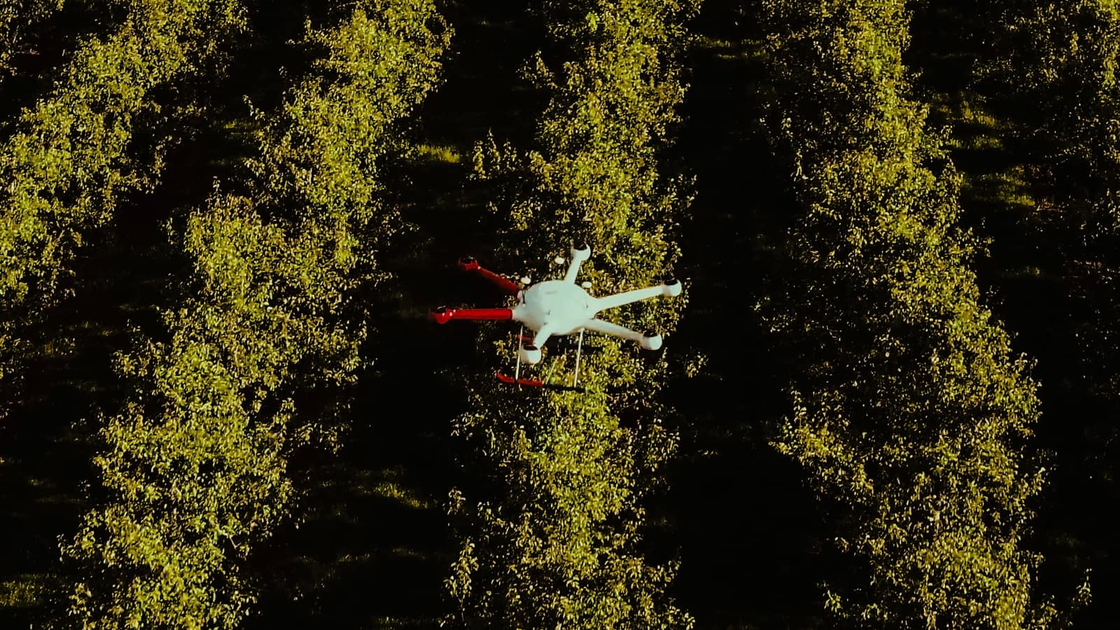 An M3 aircraft over a Washington apple orchard.